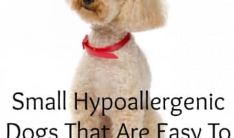 easiest hypoallergenic dogs to housetrain