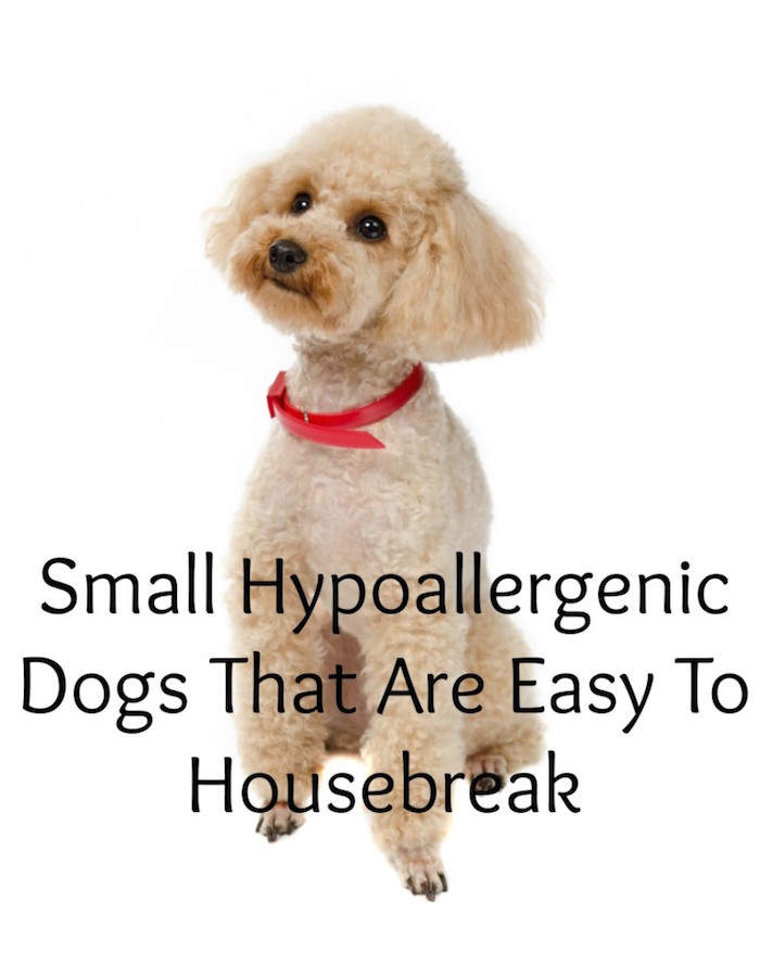 easy to house train small dog breeds