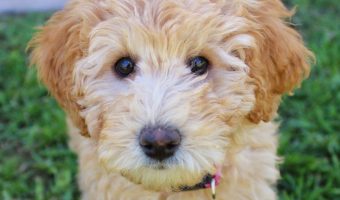 Wondering about the best mixed breed hypoallergenic dogs? Take a look at a few of our favorite combinations of dogs that are great for allergy-sufferers!