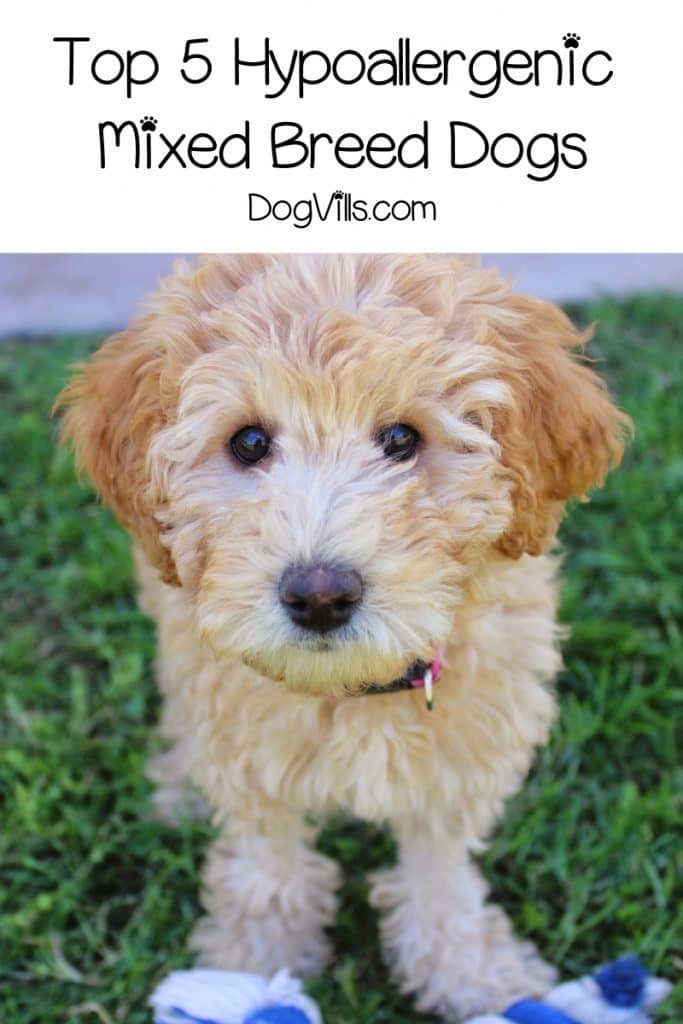Best Mixed Breed Hypoallergenic Dogs Dog Vills