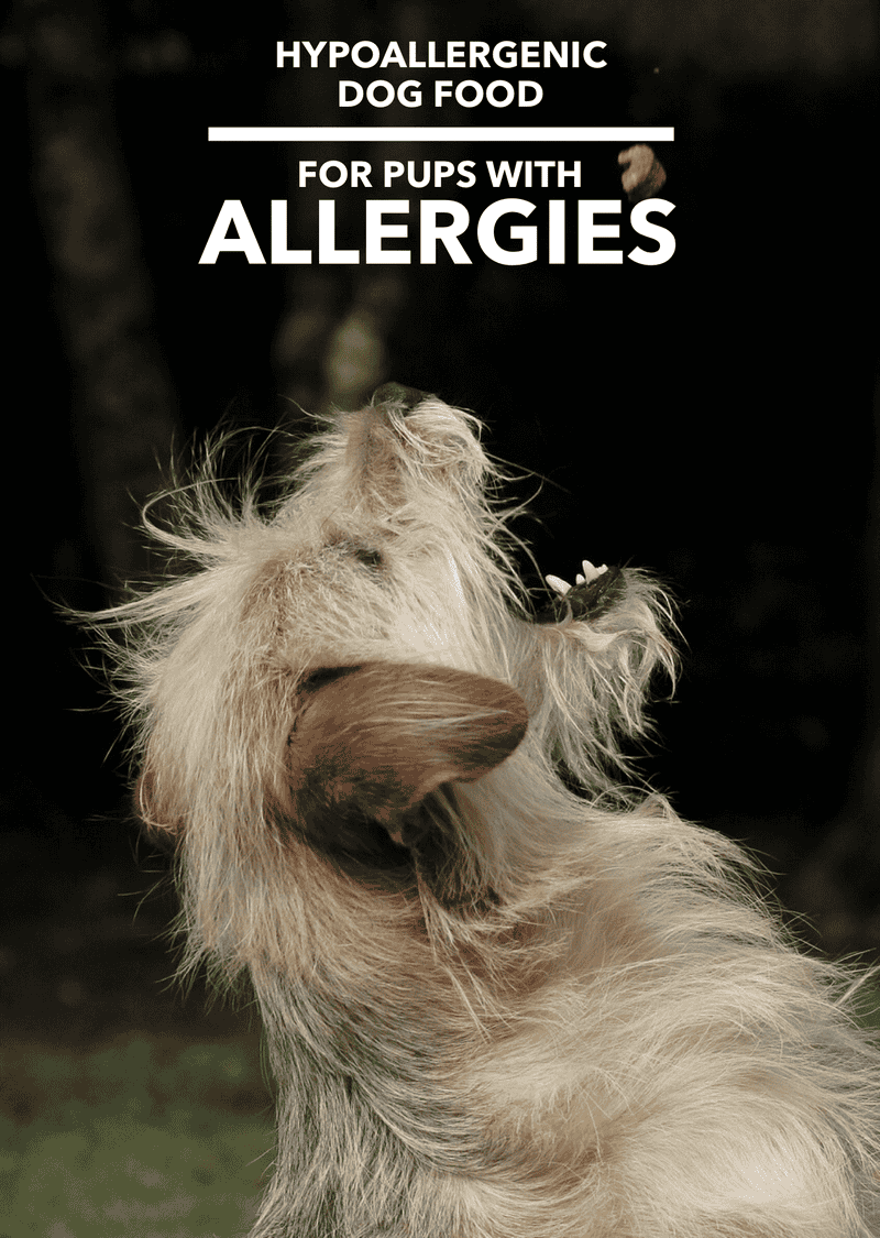 dog allergies hypoallergenic dogs too dogvills because cheap many breed