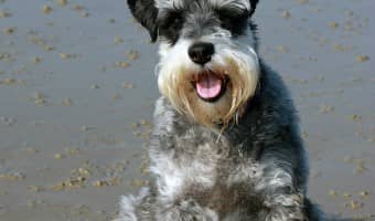 If you're looking for a new pooch, adoption is the way to go. Even if you have allergies, there are plenty of hypoallergenic dogs for adoption out there!