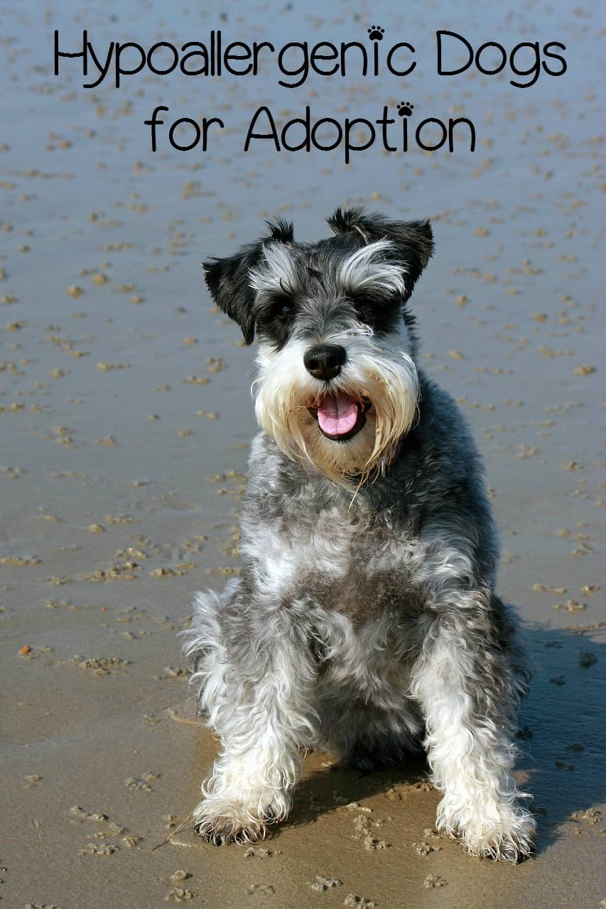 I M A First Time Dog Owner And I Wish I Knew This
