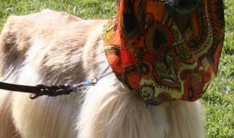 You want a hypoallergenic dog, but you don't want a lap dog. Well, here are some large hypoallergenic dogs that don't shed.