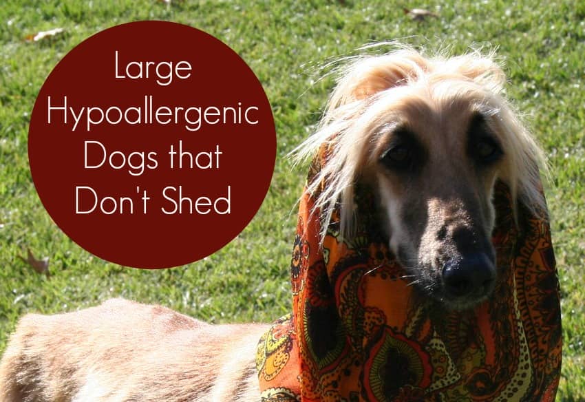 large hypoallergenic dogs that don't shed - dog vills