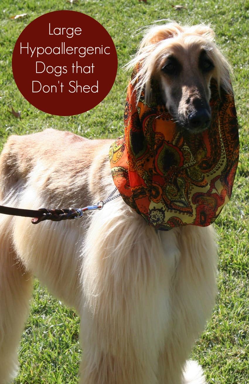 Large Hypoallergenic Dogs that Don't Shed - Dog Vills