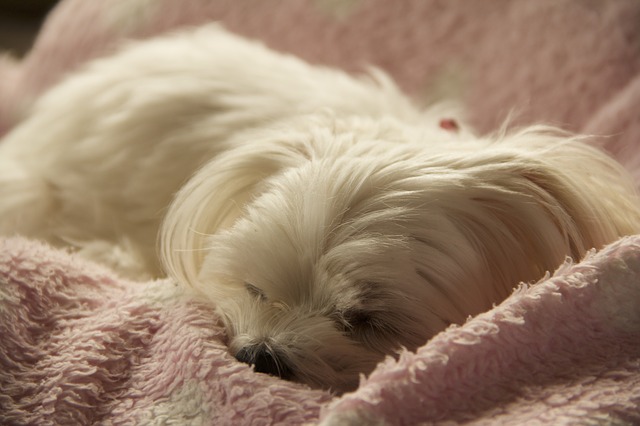 Best Small Hypoallergenic Dogs For Adoption - Dog Vills