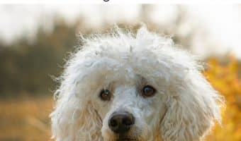 Looking for a list of medium sized hypoallergenic dogs so you can find the perfect allergy-free addition to your family? Check out a few of our favorites!