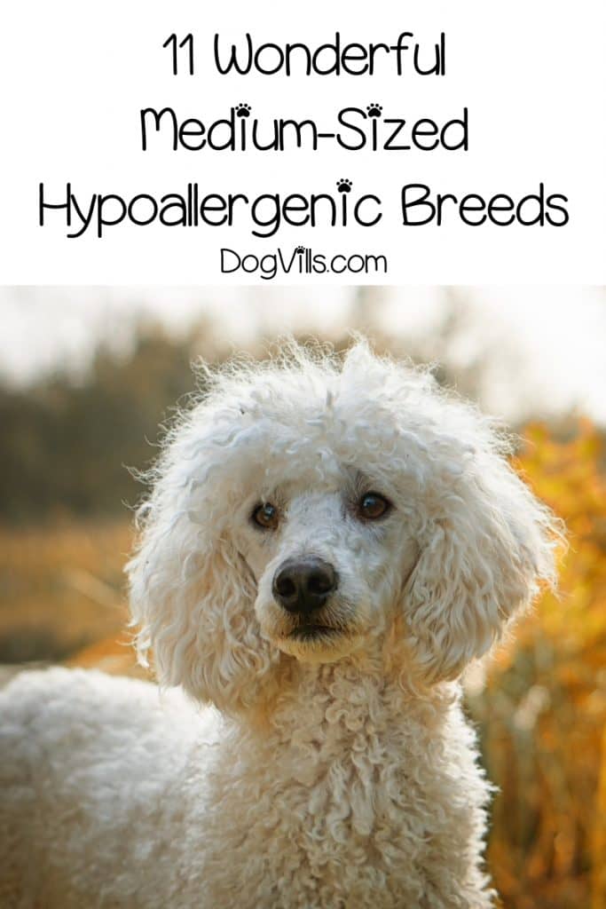 Medium Sized Hypoallergenic Dogs DogVills