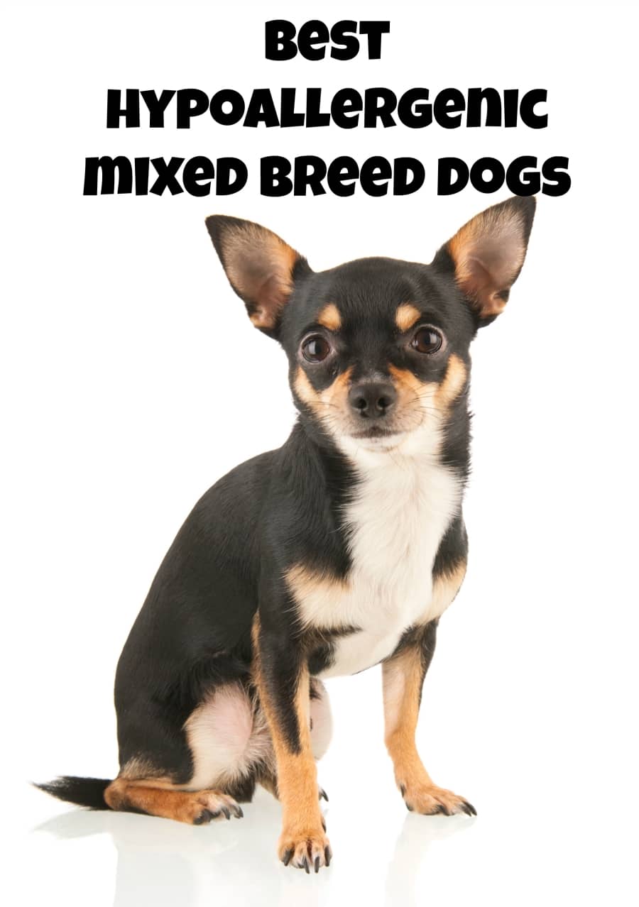 small mutt dogs small mutt dogs