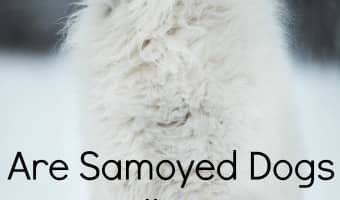 Is the Samoyed breed a hypoallergenic dog? While there is quite a bit of debate on this subject, the answer is yes, depending on your type of dog allergy.