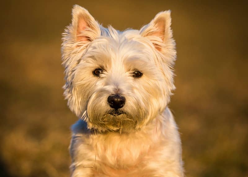 Small Hypoallergenic Dogs For Kids Dog Vills
