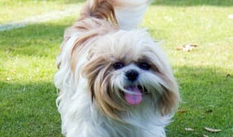 If you have a hypoallergenic dog, but you still sneeze, there's a reason. Hypoallergenic dogs aren't really hypoallergenic. They're less allergenic.