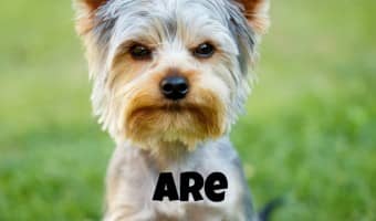Wondering if Yorkies are hypoallergenic dogs? Find out the answer, then discover if this sweet small-breed pooch is the right one for you and your family!