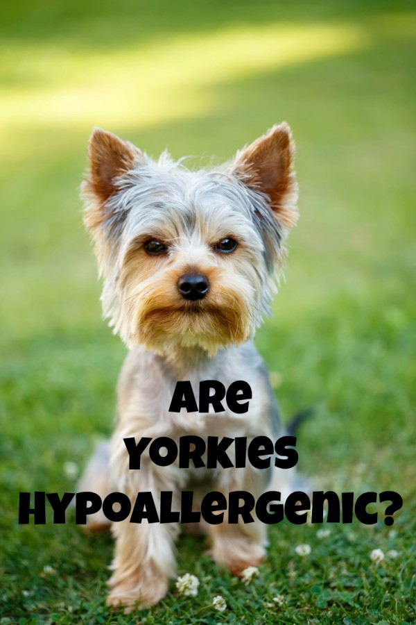 Wondering if Yorkies are hypoallergenic dogs? Find out the answer, then discover if this sweet small-breed pooch is the right one for you and your family!