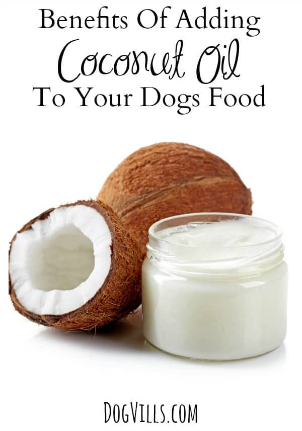 More About Dog Sledding Teams How to Feed your Dog or Cat Coconut Oil