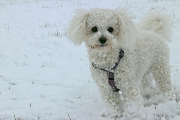 The 5 Cutest Hypoallergenic Dogs in the History of the Universe