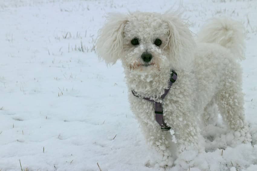 The 5 Cutest Hypoallergenic Dogs in the History of the World