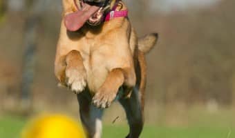 Hill's Metabolic dog food is one of the best dog foods for weight loss on the market. Hill's Metabolic is prescription only, and the result prove its worth.