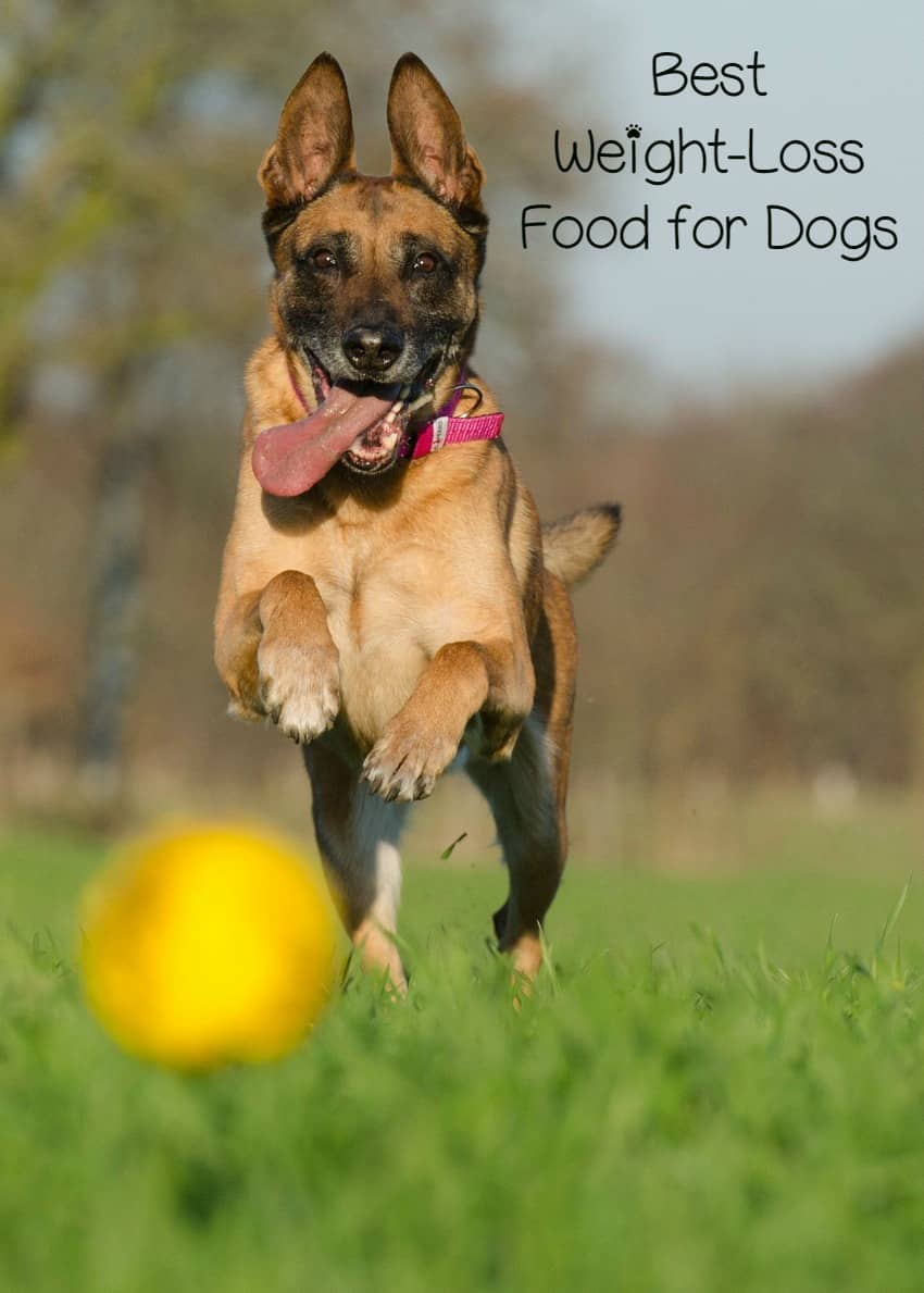 Hills Metabolic Dog Food Coupons