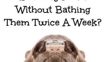 Wondering how to keep your pit bull smelling fresh without bathing them twice a week? Check out our tips for keeping any dog smelling clean!