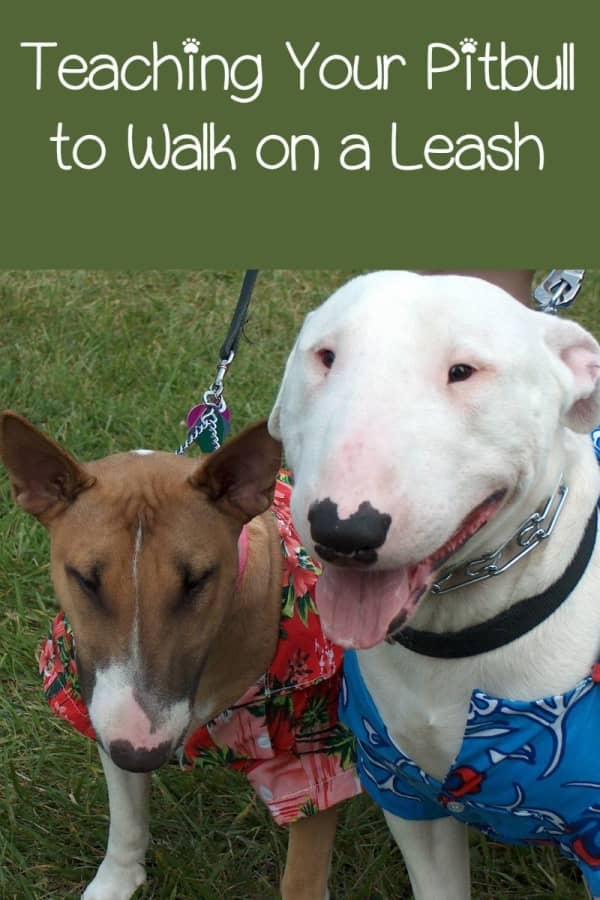 Pitbull Puppy Training Tips - Leash Walking Made Easy