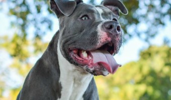Follow these pitbull puppy training tips to make potty training easier on you and your puppy. These pitbull puppy training tips will help you help your pet.
