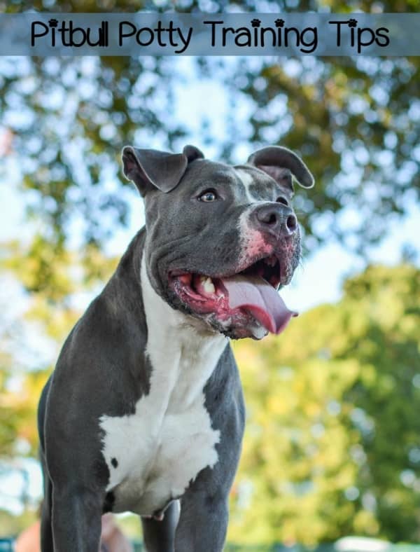 Pitbull Puppy Training Tips Potty Training Dog Vills