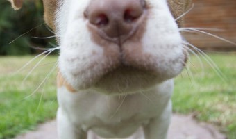 Here are a few pitbull puppy training tips to help you with your new pit puppy. These pitbull puppy training tips are easy to follow and easy to achieve.