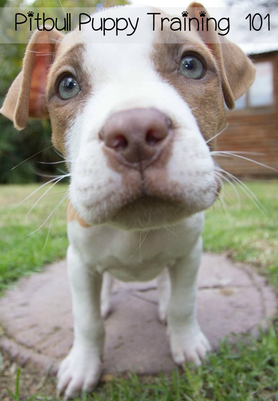 Pitbull Puppy Training Tips - Pitbull Puppy 101 - Dog Vills