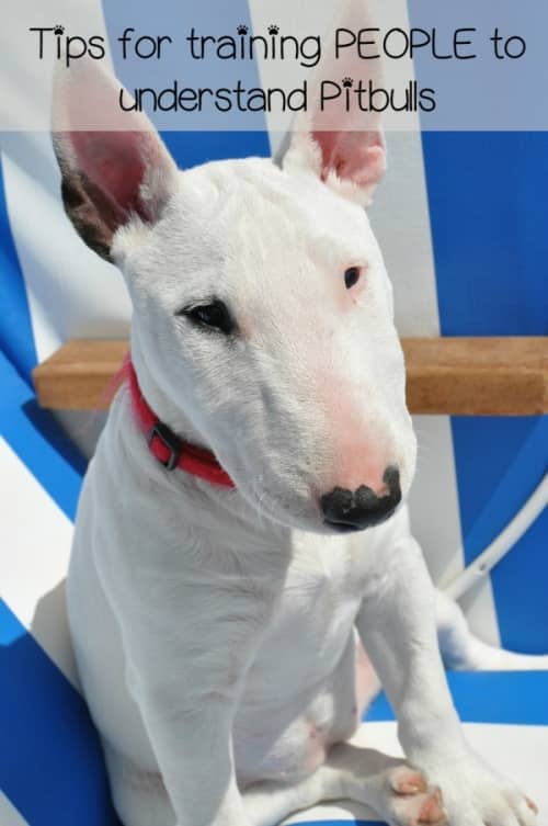Pitbull Puppy Training Tips - Train the People Around You