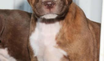 Follow these pitbull puppy training tips to make biting a thing of the past with your puppy. This is a biggie on my pitbull puppy training tips list.