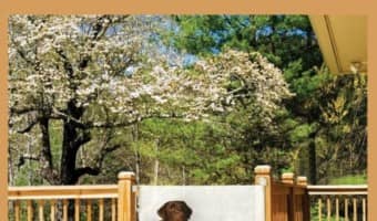 For ease of use and safety, you can't beat retractable dog gates. Retractable dog gates are a variation of the standard mounted gate but easier to use.