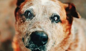 Soothe your pooch's aching bones and joints with these best products for dogs with arthritis, plus learn tips on how to shop for and use them!