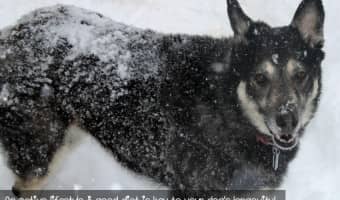 How Do You Know if Your Dog Has a Weight Problem? #PerfectWeight (sponsored by Hill's Science Diet)