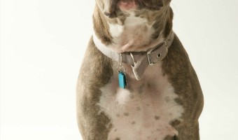Follow these pitbull puppy training tips to deal with the extra stubborn pitbull puppy in your life. These pitbull puppy training tips address the problem.