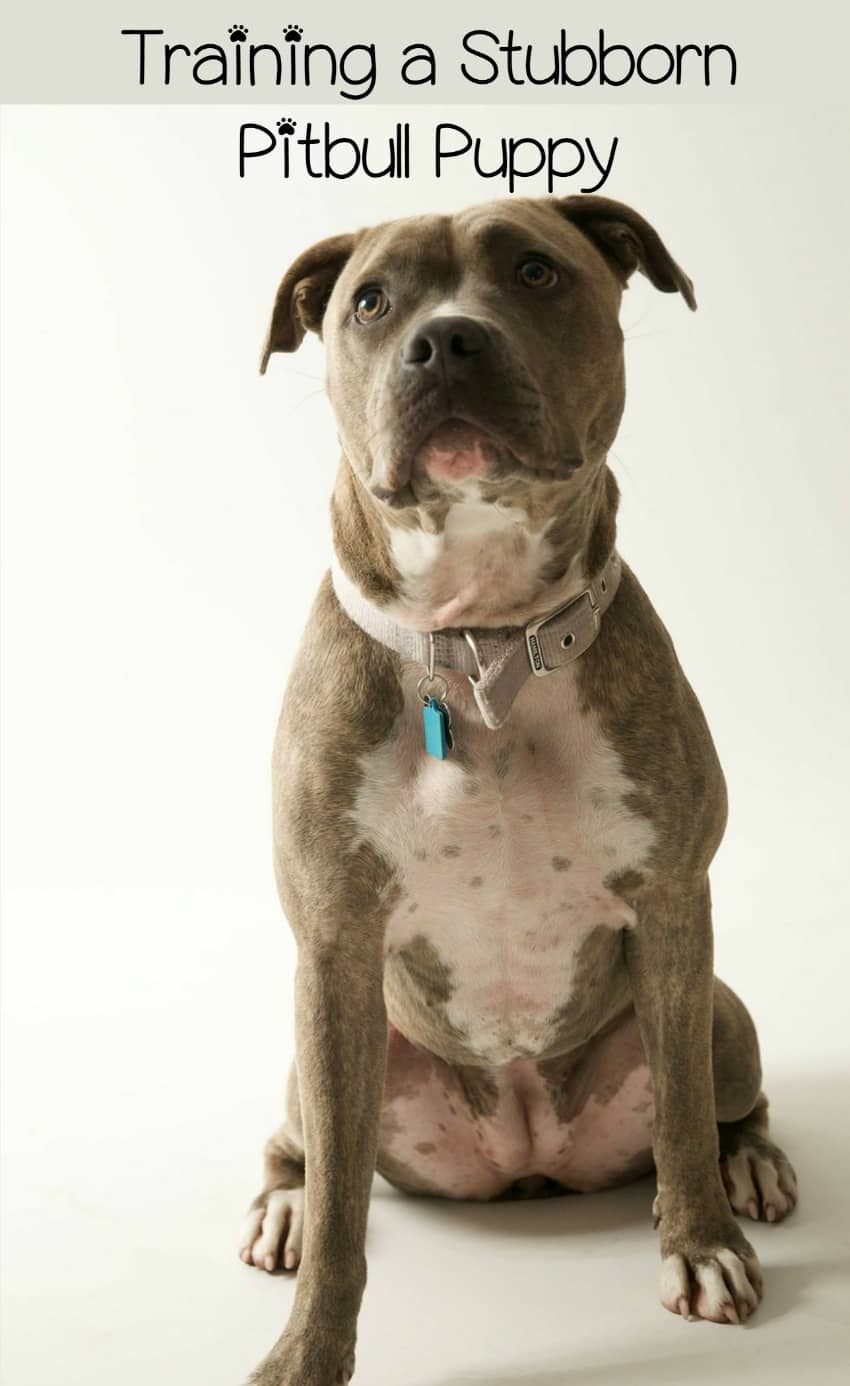 pitbull puppy training dog stubborn pit tips extra bulls pitbulls bones puppies dogvills why dogs aggressive terrier behavior head curb