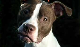Check out our pitbull puppy training tips for dealing with aggression in your pit pup. Remember, any dog can become aggressive, so these tips work for all!