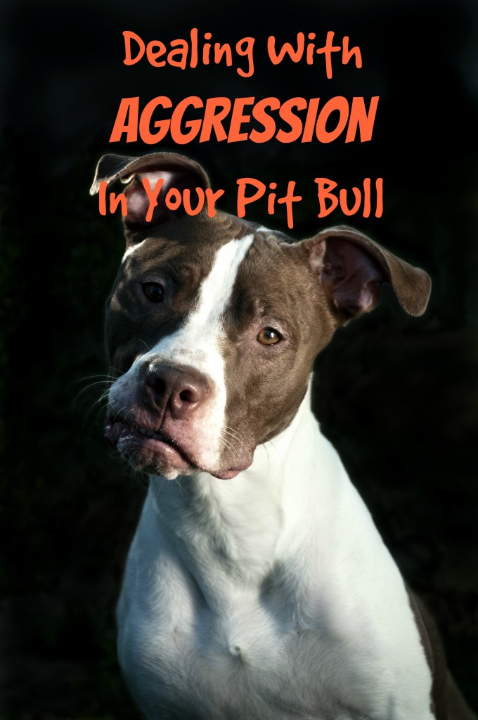 Pitbull Puppy Training Tips Dealing With Aggression