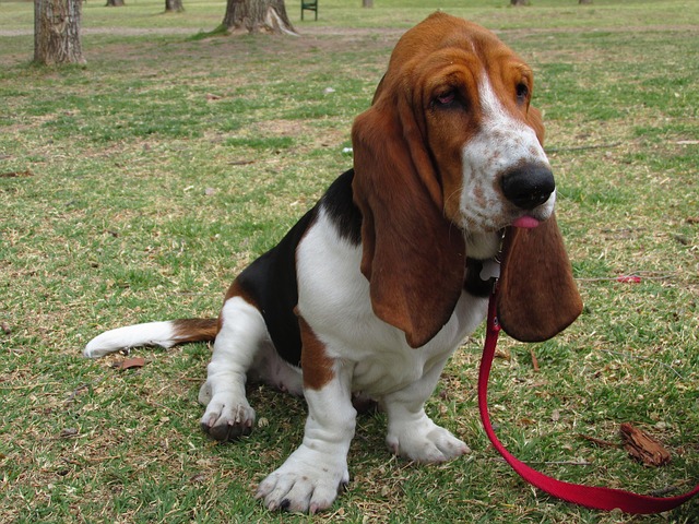 Bassett hounds rank low on the smart meter. Find out why they're considered one of the dumbest dog breeds. 