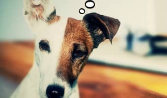 There are many great options when it comes to hypoallergenic dry dog food. There are quite a few companies that make hypoallergenic dry dog food. Check out our favorites.