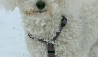 Here are my top picks for the cutest hypoallergenic dogs out there. If you love dogs, but you have allergies, this is the perfect source for cuteness.