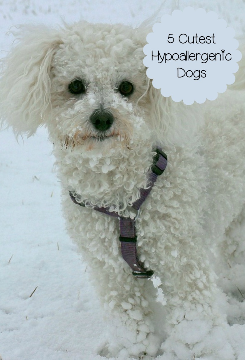 The 5 Cutest Hypoallergenic Dogs in the History of the World