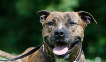 If you're looking for a dog for the first time, this list of the 5 best dog breeds for first time owners will help you choose a great family companion.