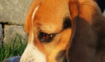 Proper dog food storage is important. Your dog needs fresh, quality food, and that can only happen when you employ best dog food storage practices.
