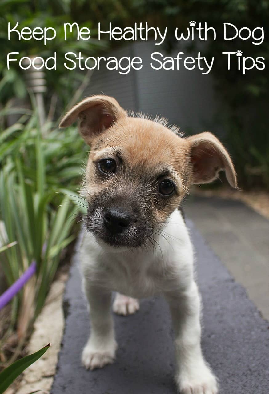 Dog Food Storage Safety Tips Dog Vills