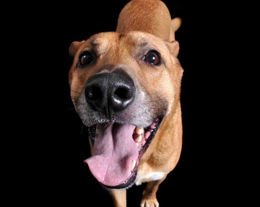 Do Dog Whistle Apps Actually Work