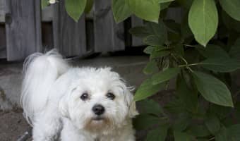 Many people ask about flea and tick home remedies. The short answer is that they don't work. For proper flea and tick control you must use a preventative.