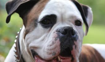 Hypoallergenic grain free dog food is specialty food used to address food sensitivities and allergies. Which one is best for your dog?