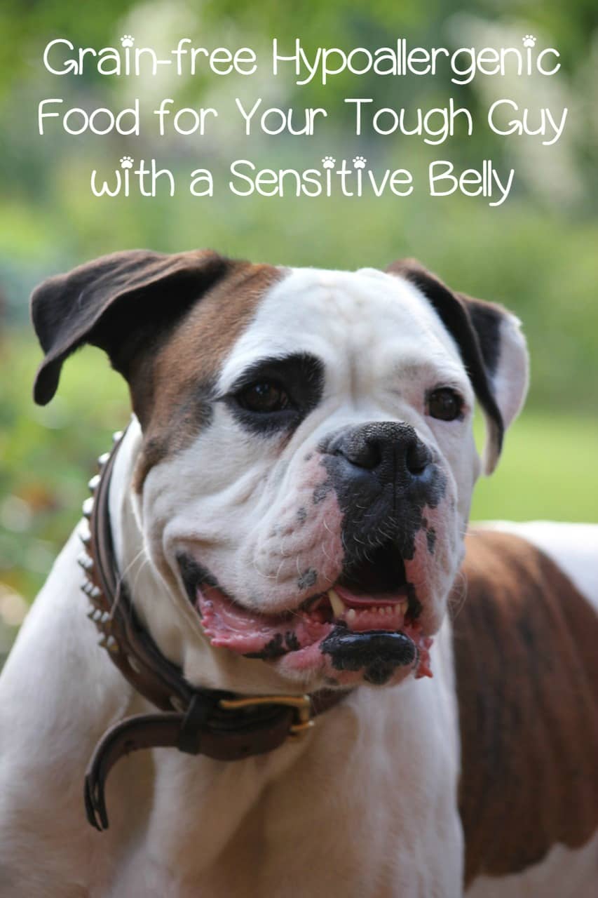 Hypoallergenic Grain Free Dog Food DogVills